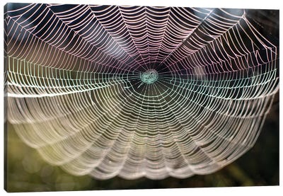 Beautiful Spider Web Close-Up On The Background Of Nature Canvas Art Print - Spider Art