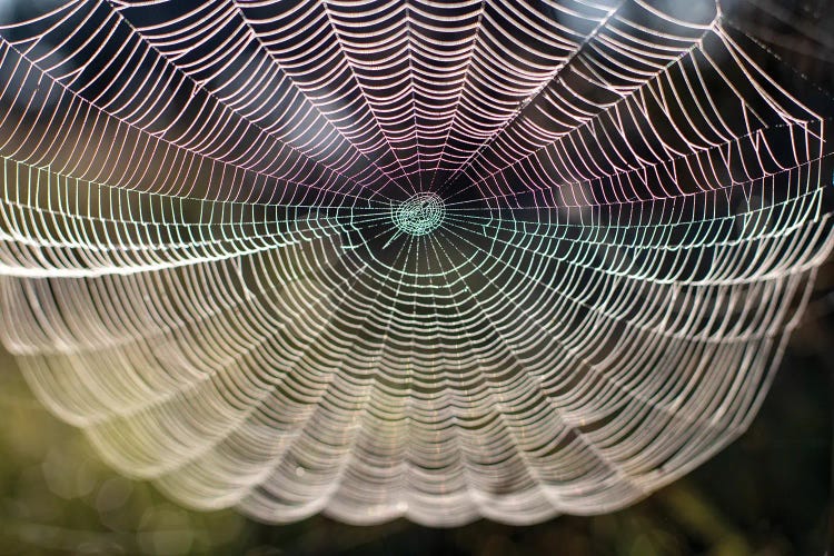 Beautiful Spider Web Close-Up On The Background Of Nature