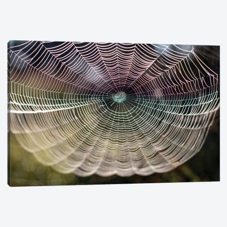 Beautiful Spider Web Close-Up On The Background Of Nature Canvas Print #VRY688} by Valery Rybakow Canvas Art