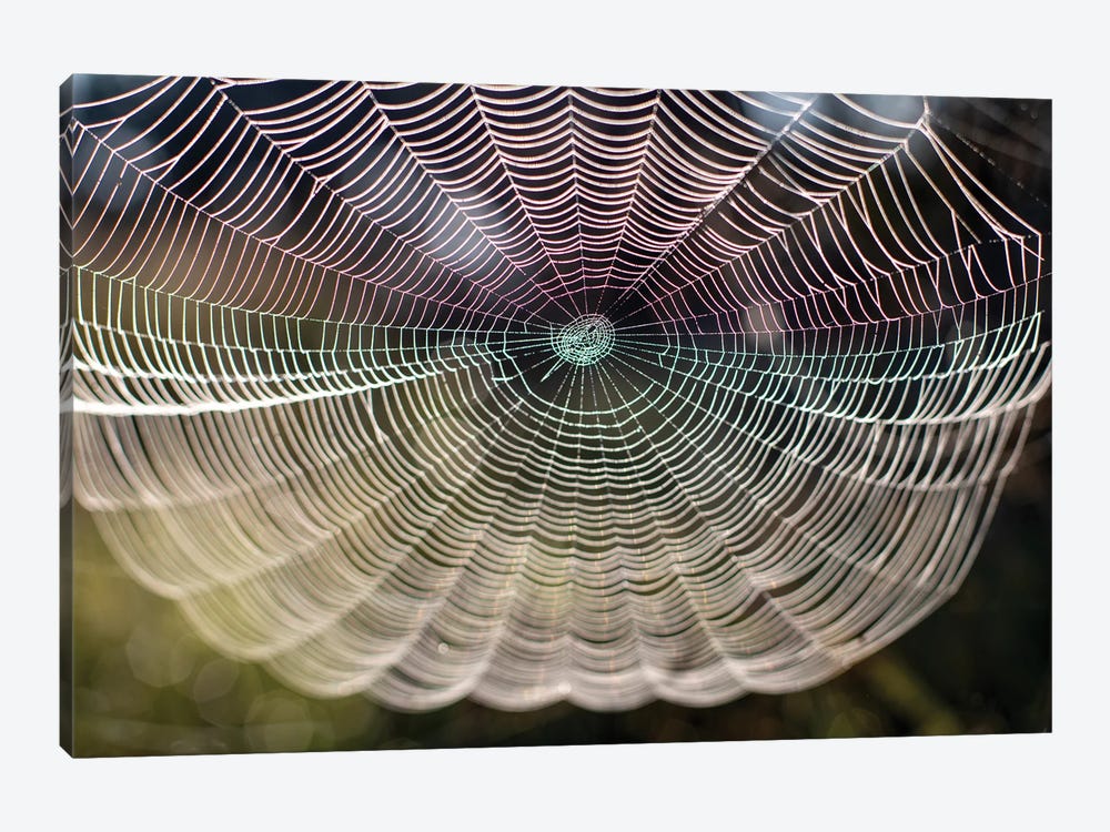 Beautiful Spider Web Close-Up On The Background Of Nature by Valery Rybakow 1-piece Canvas Art