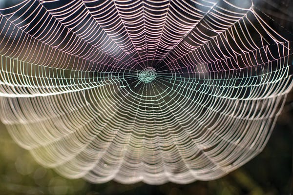 Beautiful Spider Web Close-Up On The Background Of Nature