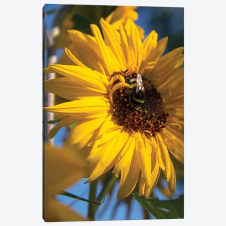 Bumblebee Bee On A Sunflower Flower Canvas Print #VRY689} by Valery Rybakow Canvas Art