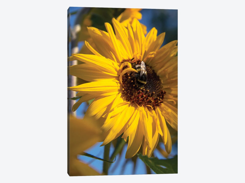 Bumblebee Bee On A Sunflower Flower by Valery Rybakow 1-piece Canvas Print