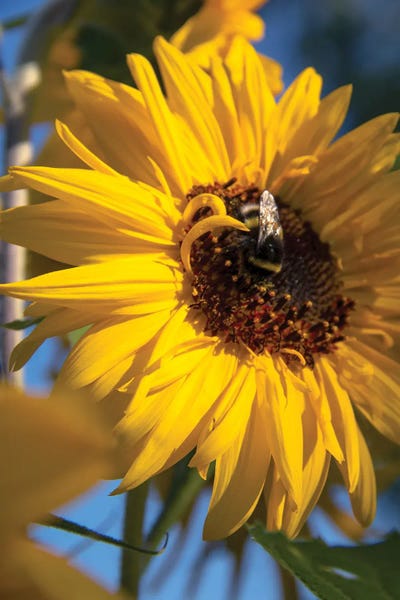 Fine Art Print: Bumblebee Bee On A Sunflower Flower by Valery Rybakow
