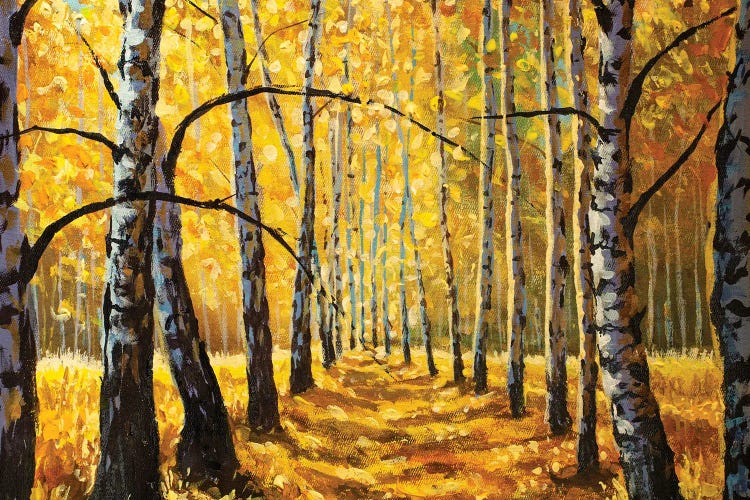 Autumn Birch Trees In Forest Park Alley