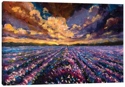 Lavender Field At Sunset Sunrise Canvas Art Print - Lavender Art