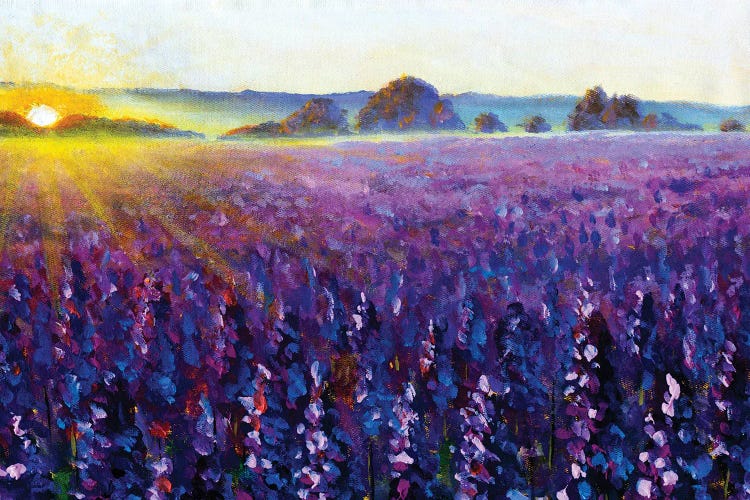 Purple Lavender At Sunrise