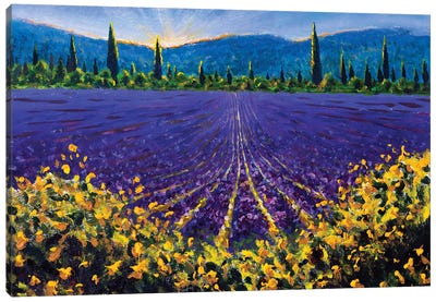 Sunny Lavender Fields In Sault Village In Vaucluse Provence France Canvas Art Print - Lavender Art