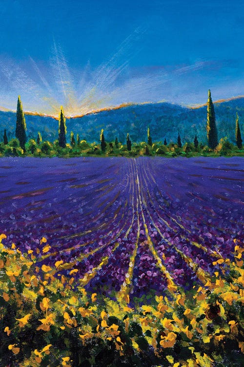 Sault Village In Vaucluse Lavender Flower Field Provence France