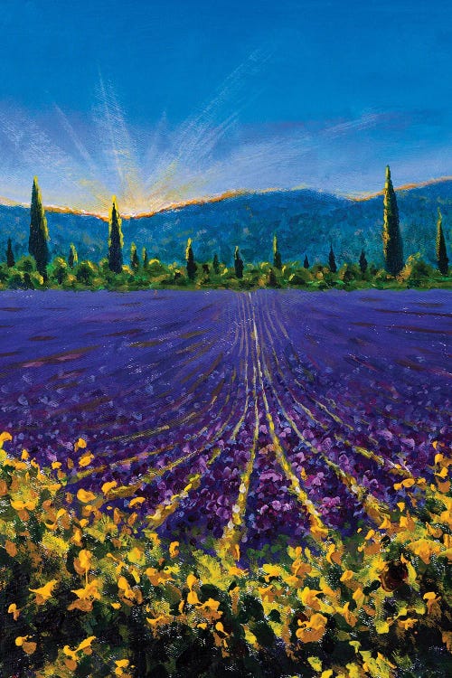 Sault Village In Vaucluse Lavender Flower Field Provence France