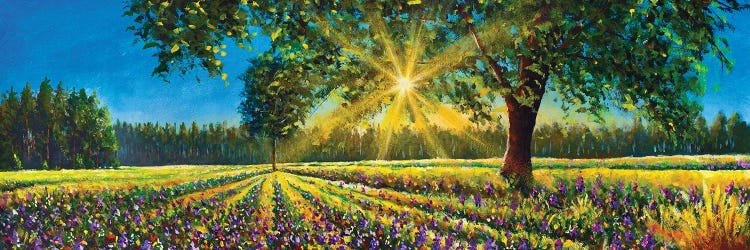 Extra Wide Panorama Of Gorgeous Sunny Landscape Field, Big Trees And Forest