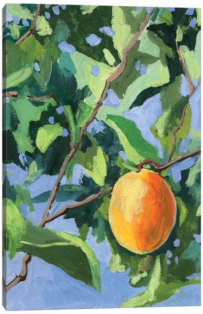 Apricot Tree Canvas Art Print - Food Art