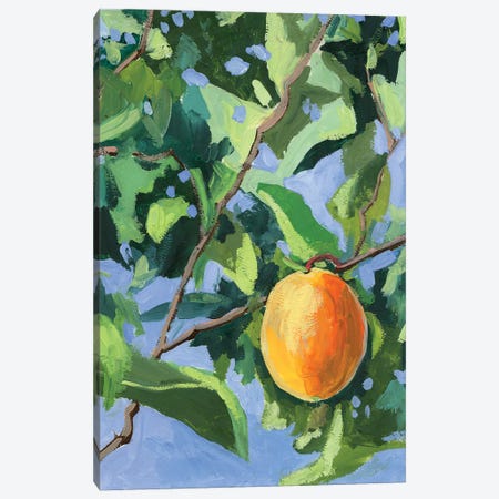 Apricot Tree Canvas Print #VSC5} by Vita Schagen Canvas Art Print