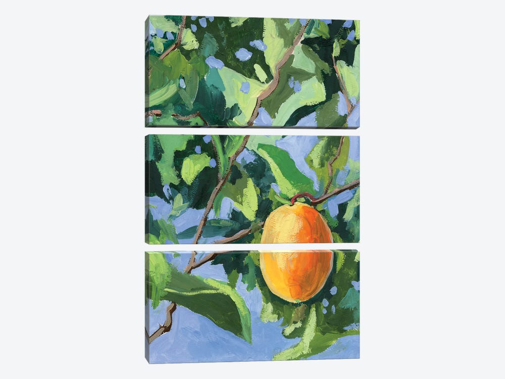 Apricot Tree by Vita Schagen 3-piece Canvas Wall Art