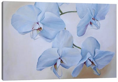 Orchids Canvas Art Print - Valentina Shatokhina