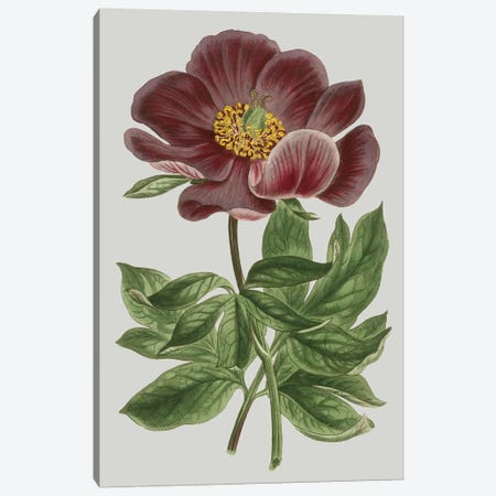 Floral Gems II Canvas Print #VSN114} by Vision Studio Canvas Print