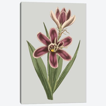 Floral Gems III Canvas Print #VSN115} by Vision Studio Canvas Print