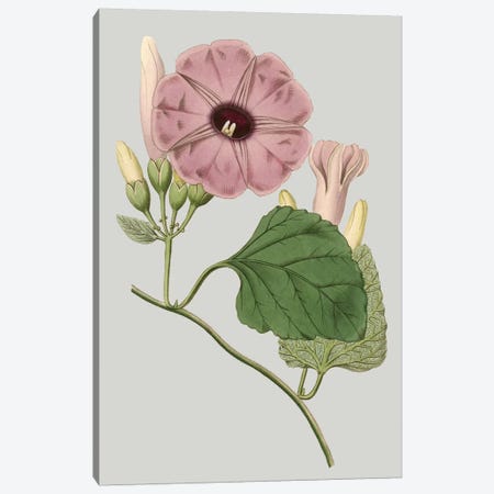 Floral Gems IV Canvas Print #VSN116} by Vision Studio Canvas Art Print
