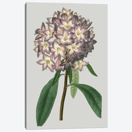 Floral Gems V Canvas Print #VSN117} by Vision Studio Canvas Print