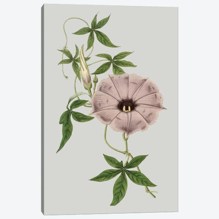 Floral Gems VI Canvas Print #VSN118} by Vision Studio Canvas Art