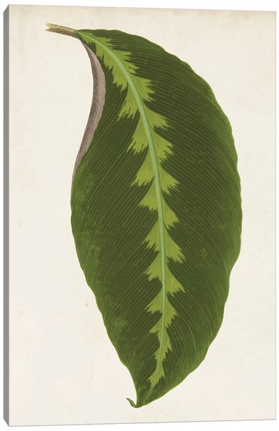 Graphic Leaf I Canvas Art Print - Plant Art