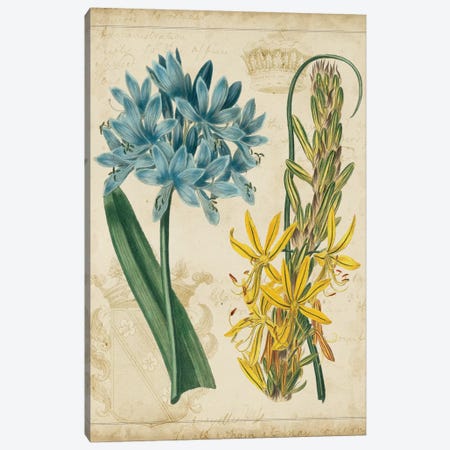 Botanical Repertoire II Canvas Print #VSN16} by Vision Studio Canvas Art