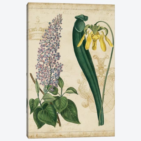 Botanical Repertoire IV Canvas Print #VSN18} by Vision Studio Canvas Print