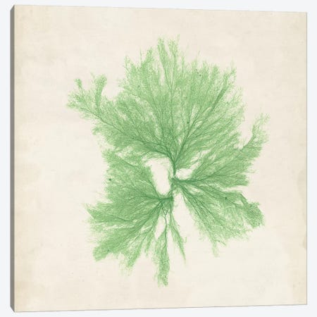 Peridot Seaweed III Canvas Print #VSN191} by Vision Studio Canvas Art