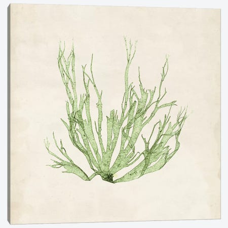 Peridot Seaweed IV Canvas Print #VSN192} by Vision Studio Canvas Wall Art