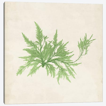 Peridot Seaweed V Canvas Print #VSN193} by Vision Studio Canvas Artwork