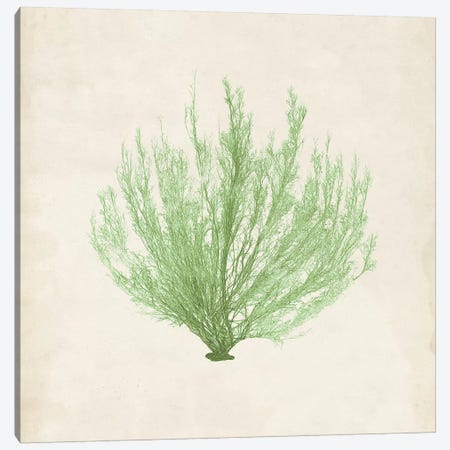 Peridot Seaweed VI Canvas Print #VSN194} by Vision Studio Canvas Print