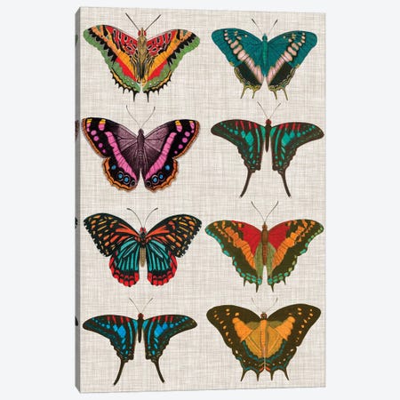 Polychrome Butterflies II Canvas Print #VSN196} by Vision Studio Art Print
