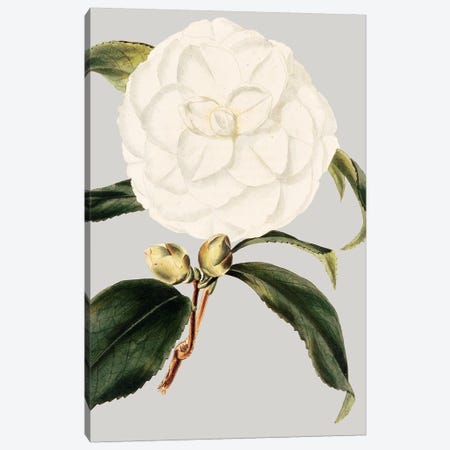 Camellia Japonica I Canvas Print #VSN19} by Vision Studio Art Print