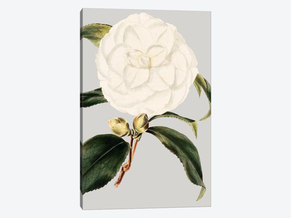 Camellia Japonica I by Vision Studio 1-piece Canvas Art