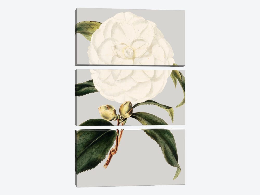 Camellia Japonica I by Vision Studio 3-piece Canvas Artwork