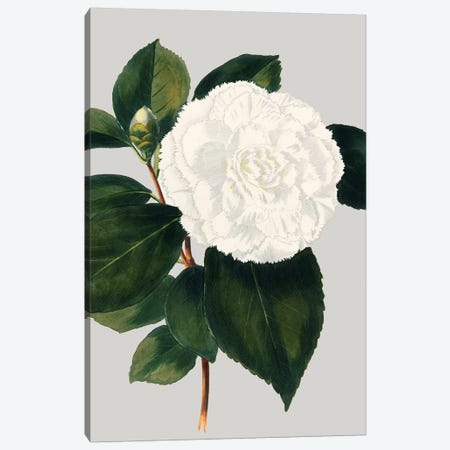 Camellia Japonica II Canvas Print #VSN20} by Vision Studio Canvas Wall Art
