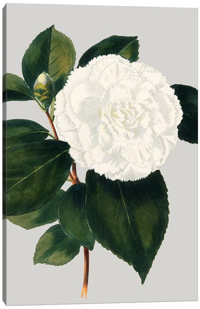 Camellia Japonica II Canvas Art Print