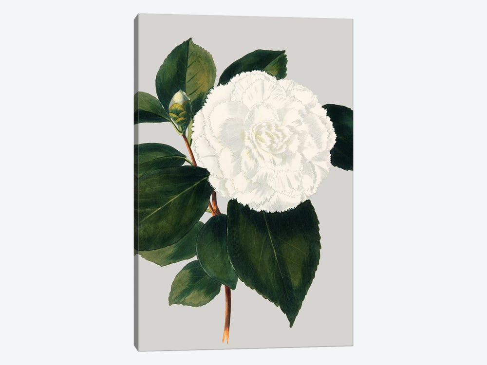 Camellia Japonica II by Vision Studio 1-piece Canvas Wall Art