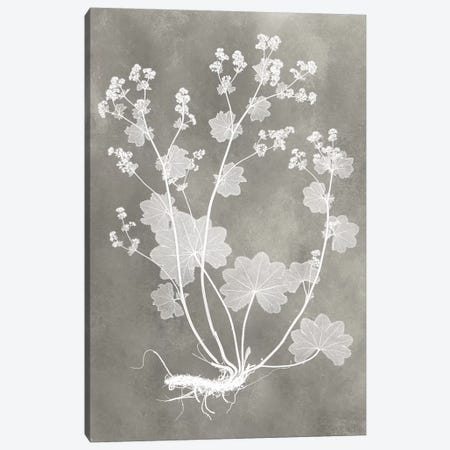 Herbarium Study I Canvas Print #VSN213} by Vision Studio Art Print