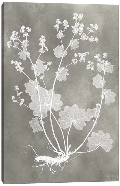 Herbarium Study I Canvas Art Print - Vision Studio