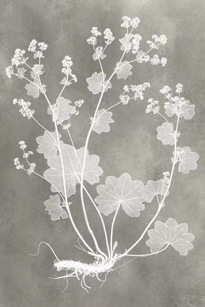 Herbs: Herbarium Study I by Vision Studio
