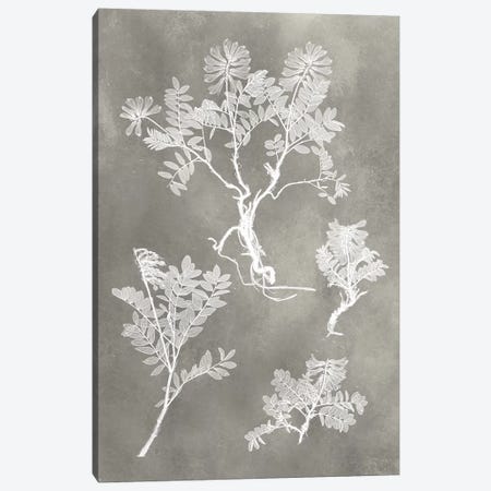 Herbarium Study II Canvas Print #VSN214} by Vision Studio Canvas Wall Art