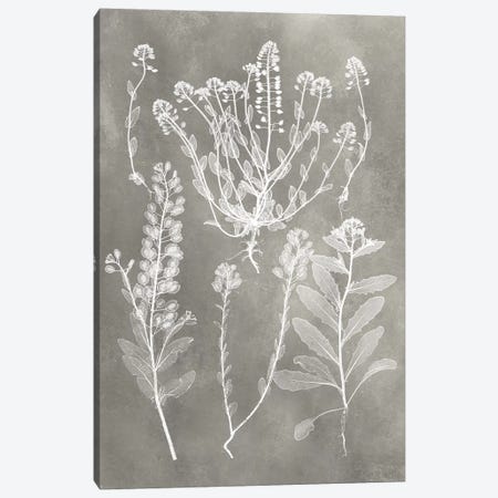 Herbarium Study III Canvas Print #VSN215} by Vision Studio Canvas Artwork