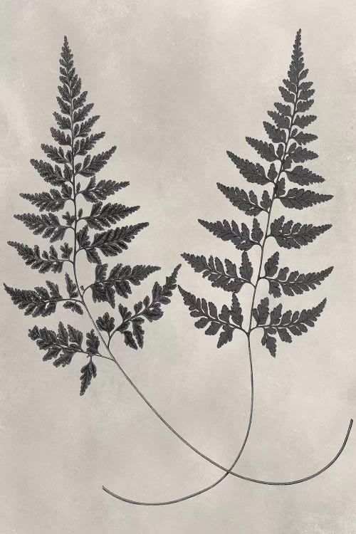 Vintage Fern Study I