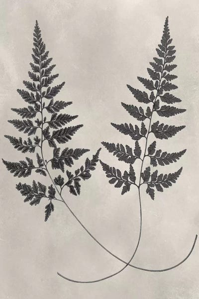 Ferns: Vintage Fern Study I by Vision Studio