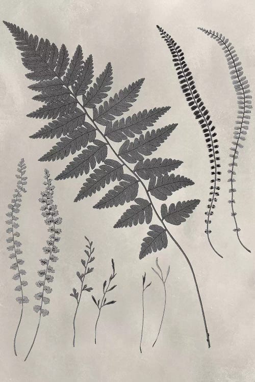 Vintage Fern Study II