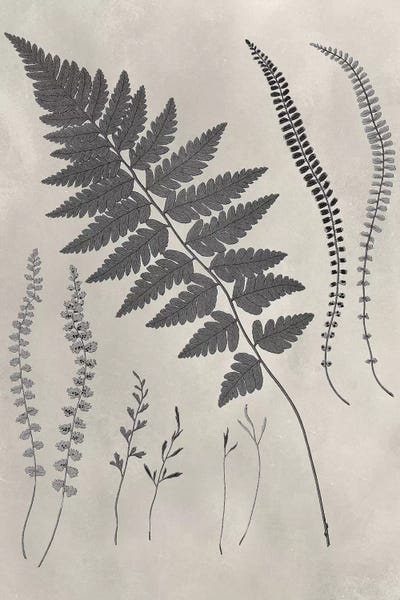 Vintage Botanical Illustrations: Vintage Fern Study II by Vision Studio