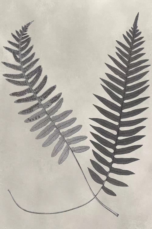 Vintage Fern Study III