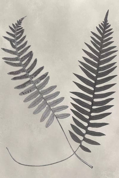 Botanical Illustrations: Vintage Fern Study III by Vision Studio