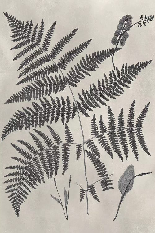 Vintage Fern Study IV